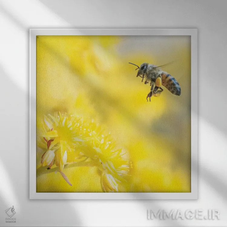 تابلو دکوراتیو زنبورعسل در پرواز میان گل های زرد اثر جفرسون کاستلاری - نمای قابدار سفید