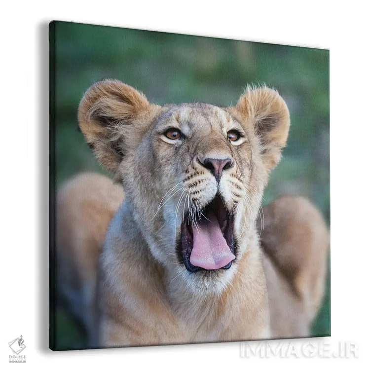 تابلو دکوراتیو Masai Mara,توله شیر خمیازه کش در ماسایی مارا اثر جین ریکس - نمای پرسپکتیو محصول