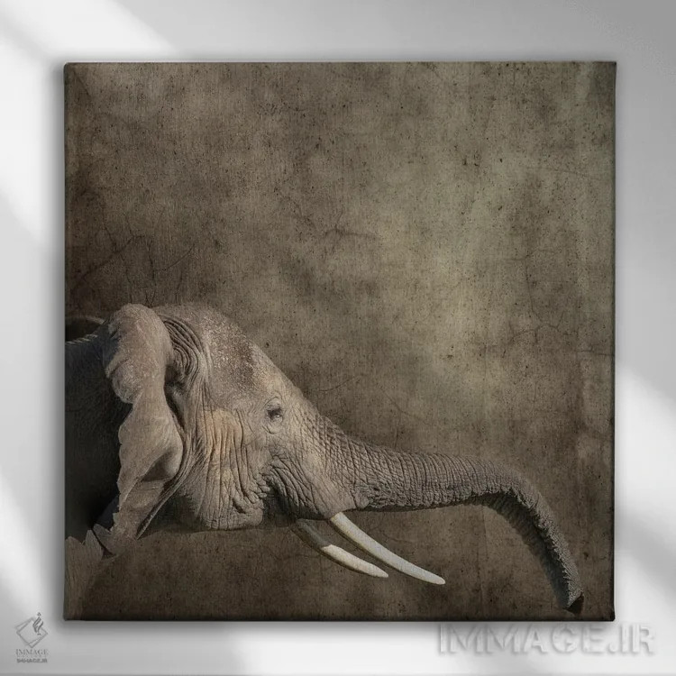 تابلو دکوراتیو Side View,پرتره فیل، نمای جانبی اثر جین ریکس - نمای روبهرو روی دیوار