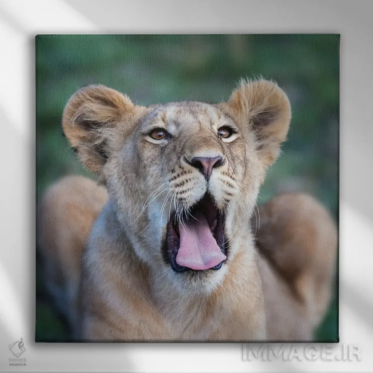 تابلو دکوراتیو Masai Mara,توله شیر خمیازه کش در ماسایی مارا اثر جین ریکس - نمای روبهرو روی دیوار