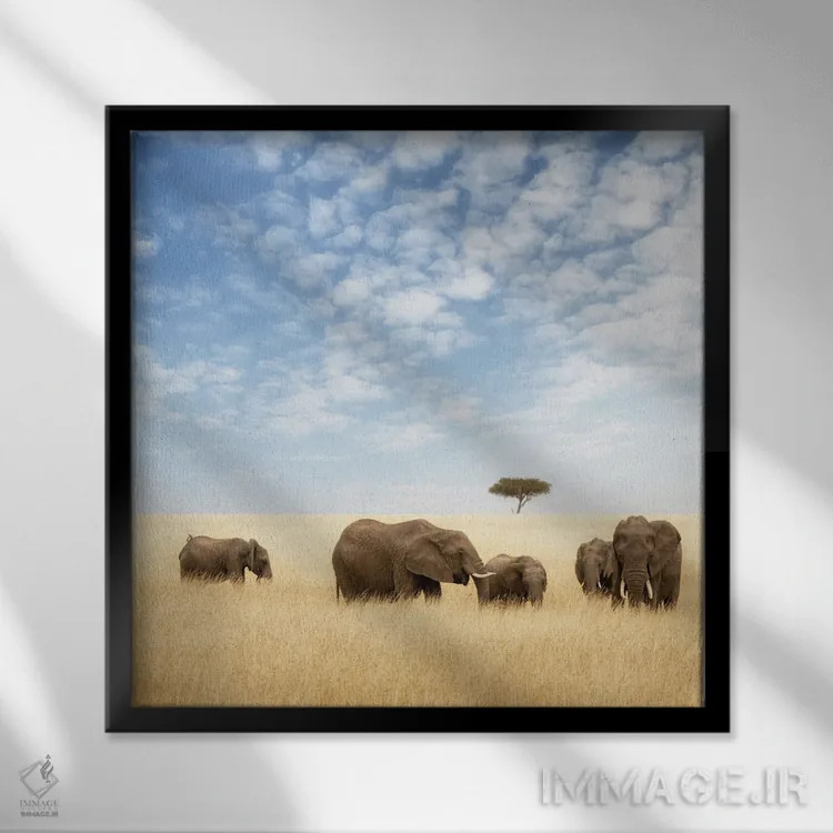 تابلو دکوراتیو گروه فیل ها در چمنزار ماسایی مارا اثر جین ریکس - نمای قابدار مشکی