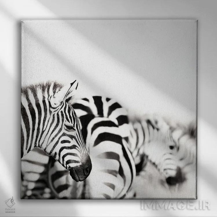 تابلو دکوراتیو Black And White,گورخرها، سیاه و سفید اثر جین ریکس - نمای روبهرو روی دیوار