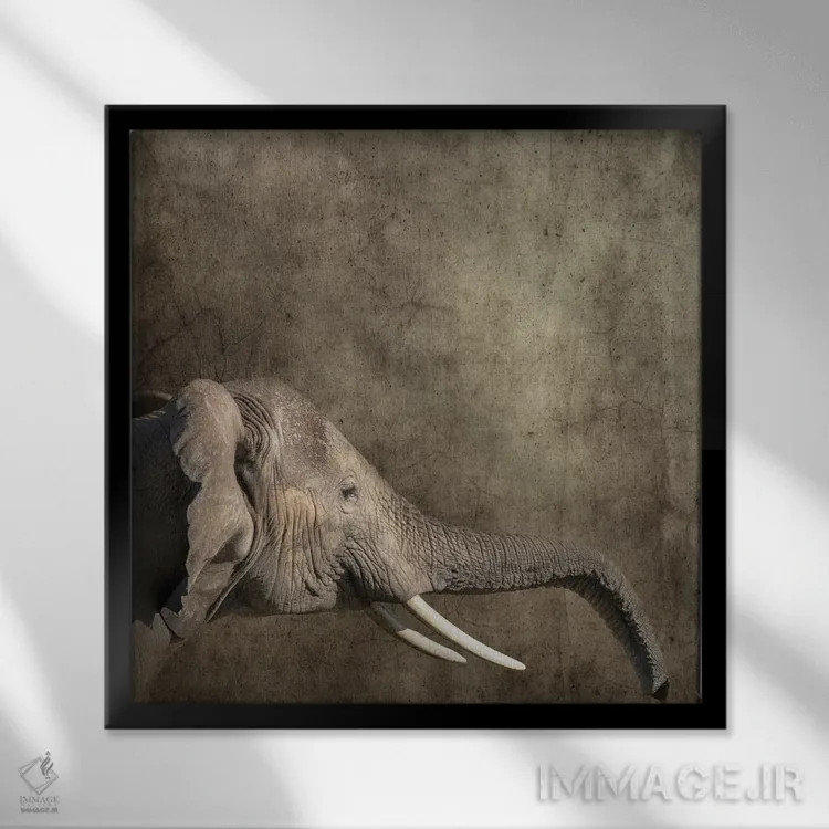تابلو دکوراتیو Side View,پرتره فیل، نمای جانبی اثر جین ریکس - نمای قابدار مشکی