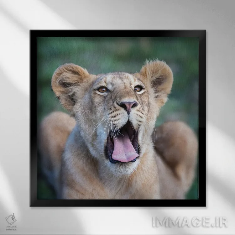 تابلو دکوراتیو Masai Mara,توله شیر خمیازه کش در ماسایی مارا اثر جین ریکس - نمای قابدار مشکی