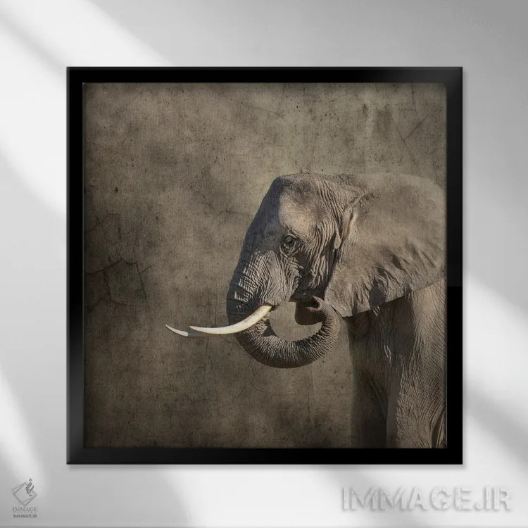 تابلو دکوراتیو پرتره فیل اثر جین ریکس - نمای قابدار مشکی