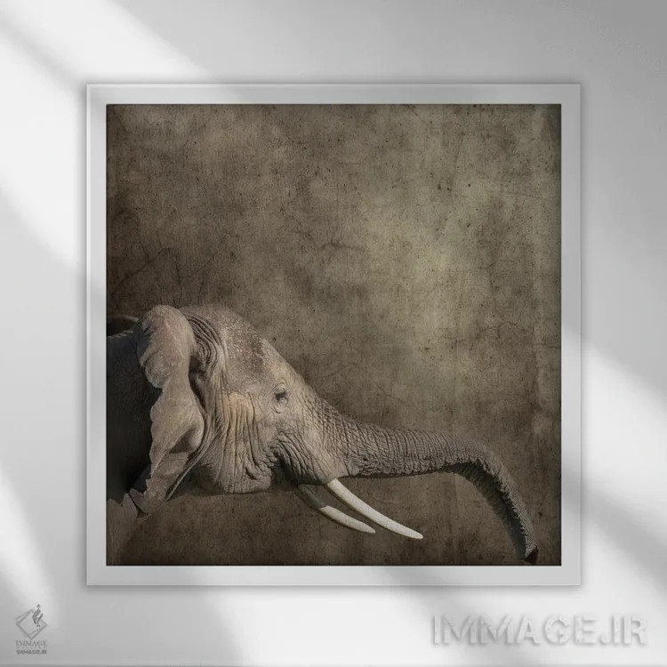 تابلو دکوراتیو Side View,پرتره فیل، نمای جانبی اثر جین ریکس - نمای قابدار سفید