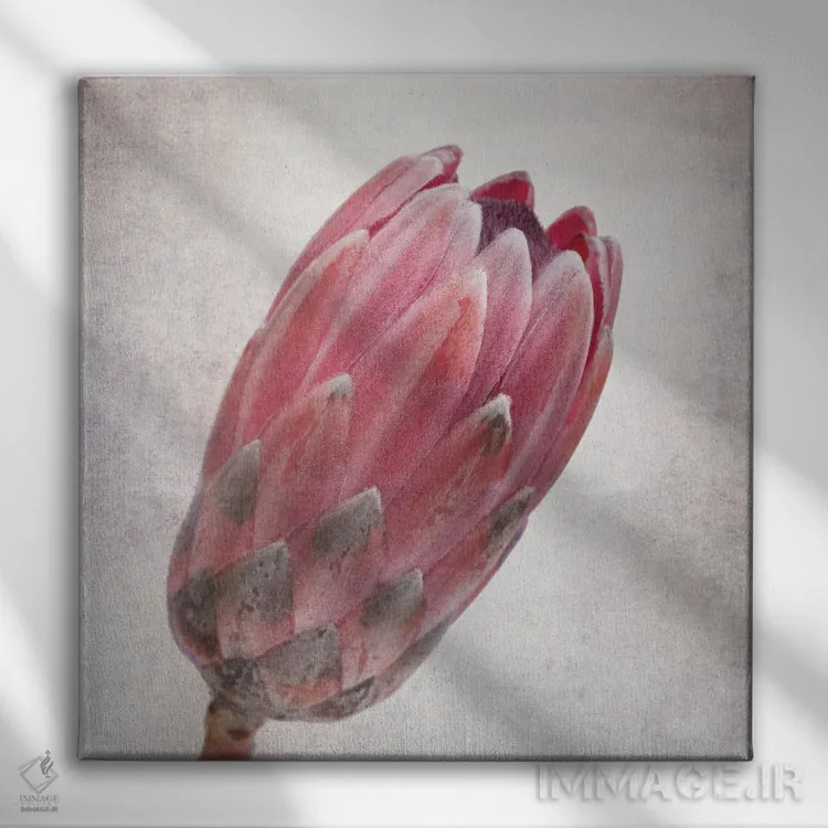 تابلو دکوراتیو گل پروتئای قدیمی در طیف صورتی اثر جین ریکس - نمای روبهرو روی دیوار