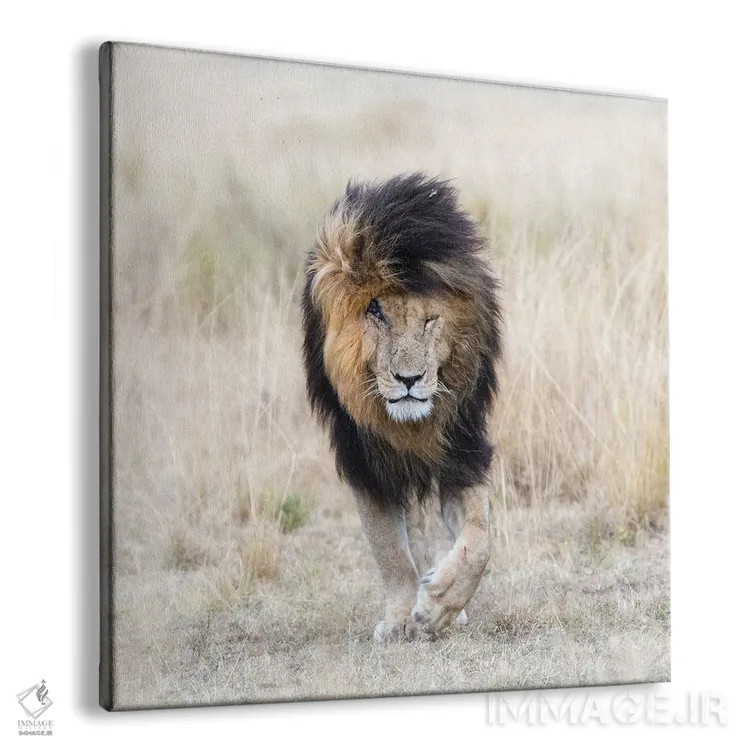 تابلو دکوراتیو Front View, Masai Mara,اسکار شیر، نمای روبرو، ماسایی مارا اثر جین ریکس - نمای پرسپکتیو محصول