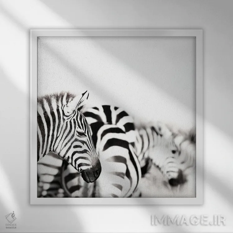 تابلو دکوراتیو Black And White,گورخرها، سیاه و سفید اثر جین ریکس - نمای قابدار سفید