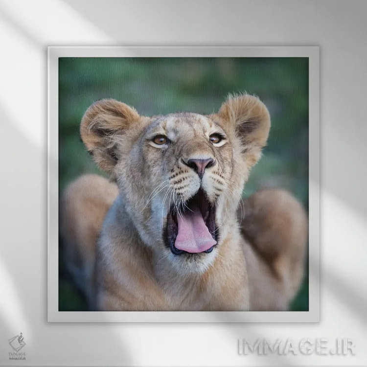 تابلو دکوراتیو Masai Mara,توله شیر خمیازه کش در ماسایی مارا اثر جین ریکس - نمای قابدار سفید