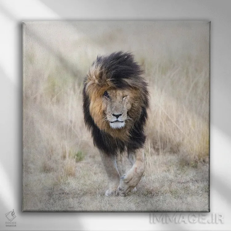 تابلو دکوراتیو Front View, Masai Mara,اسکار شیر، نمای روبرو، ماسایی مارا اثر جین ریکس - نمای روبهرو روی دیوار