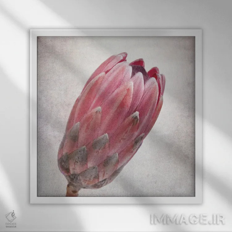 تابلو دکوراتیو گل پروتئای قدیمی در طیف صورتی اثر جین ریکس - نمای قابدار سفید