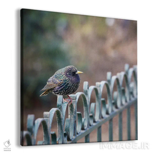 تابلو دکوراتیو سار جوان نر اثر جین ریکس - نمای پرسپکتیو محصول