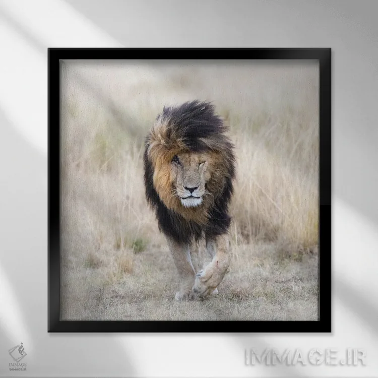 تابلو دکوراتیو Front View, Masai Mara,اسکار شیر، نمای روبرو، ماسایی مارا اثر جین ریکس - نمای قابدار مشکی