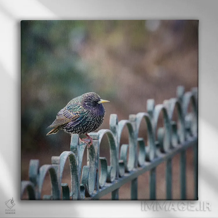 تابلو دکوراتیو سار جوان نر اثر جین ریکس - نمای روبهرو روی دیوار