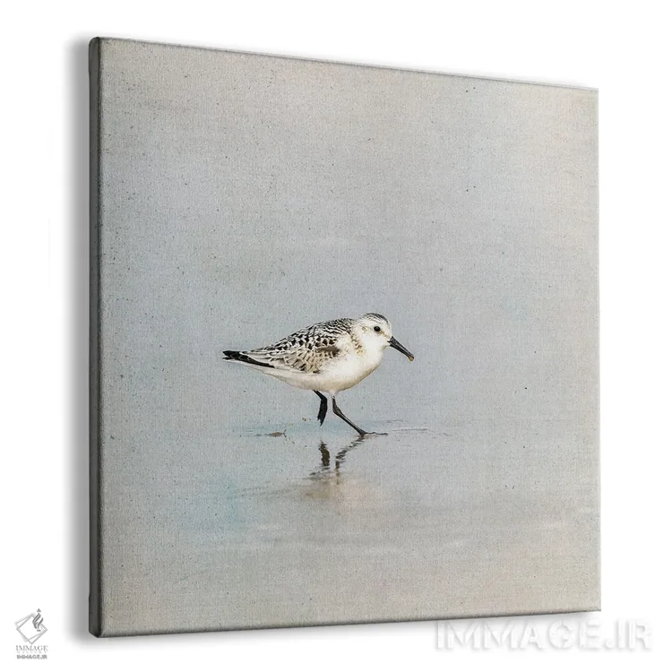 تابلو دکوراتیو پرنده سندرلینگ در آب های کم عمق اثر جین ریکس - نمای پرسپکتیو محصول