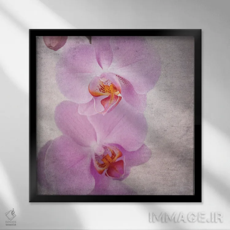 تابلو دکوراتیو Vintage Style,ارکیده صورتی به سبک قدیمی اثر جین ریکس - نمای قابدار مشکی