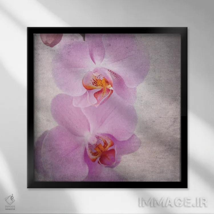 تابلو دکوراتیو Vintage Style,ارکیده صورتی به سبک قدیمی اثر جین ریکس - نمای قابدار مشکی