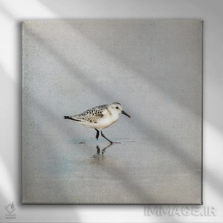 تابلو دکوراتیو پرنده سندرلینگ در آب های کم عمق اثر جین ریکس - نمای روبهرو روی دیوار