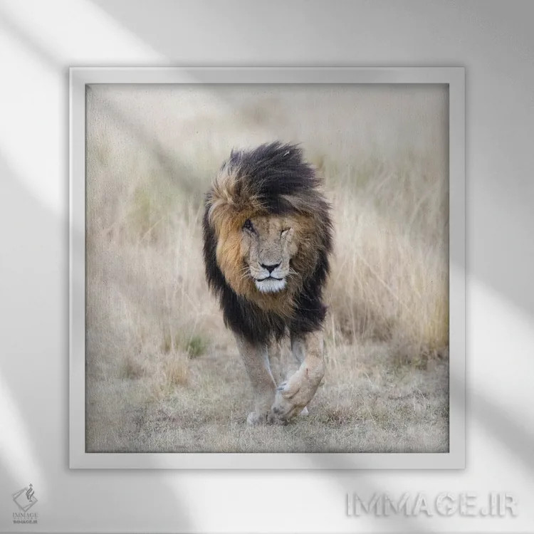 تابلو دکوراتیو Front View, Masai Mara,اسکار شیر، نمای روبرو، ماسایی مارا اثر جین ریکس - نمای قابدار سفید