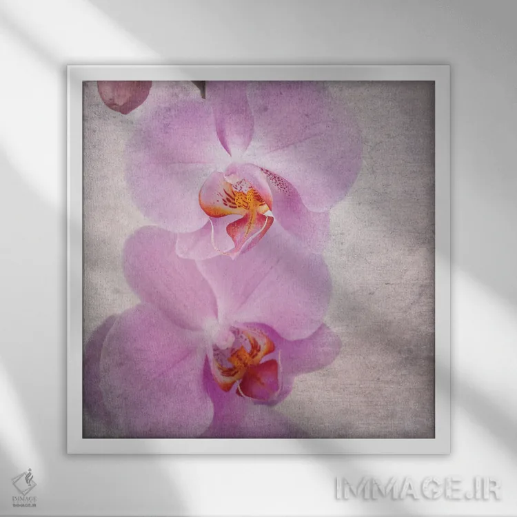 تابلو دکوراتیو Vintage Style,ارکیده صورتی به سبک قدیمی اثر جین ریکس - نمای قابدار سفید