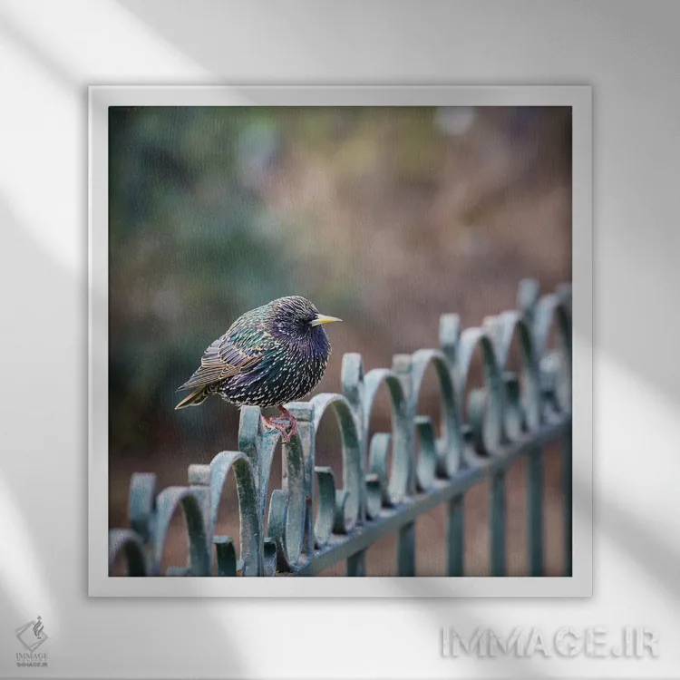 تابلو دکوراتیو سار جوان نر اثر جین ریکس - نمای قابدار سفید