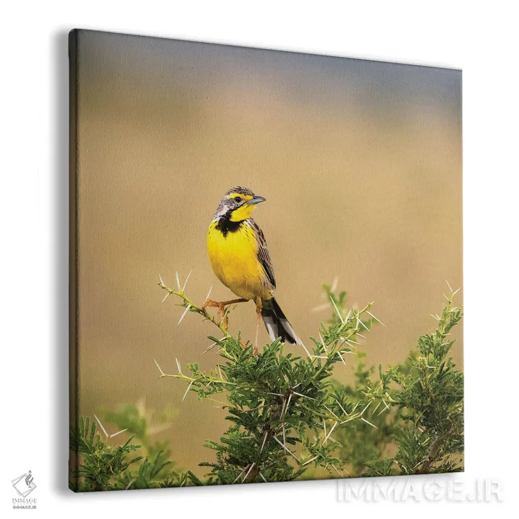 تابلو دکوراتیو پرنده لانگ کلاو گلو زرد اثر جین ریکس - نمای پرسپکتیو محصول