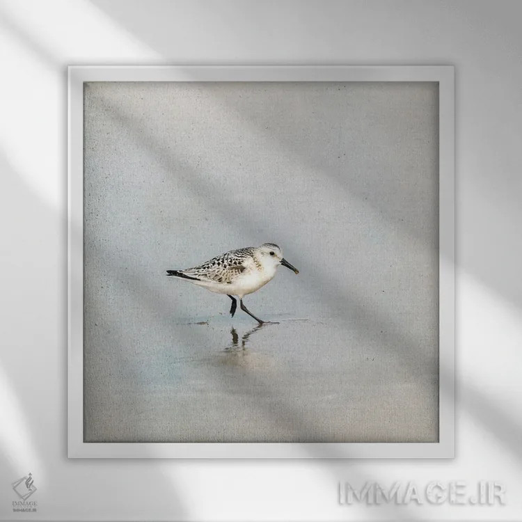 تابلو دکوراتیو پرنده سندرلینگ در آب های کم عمق اثر جین ریکس - نمای قابدار سفید