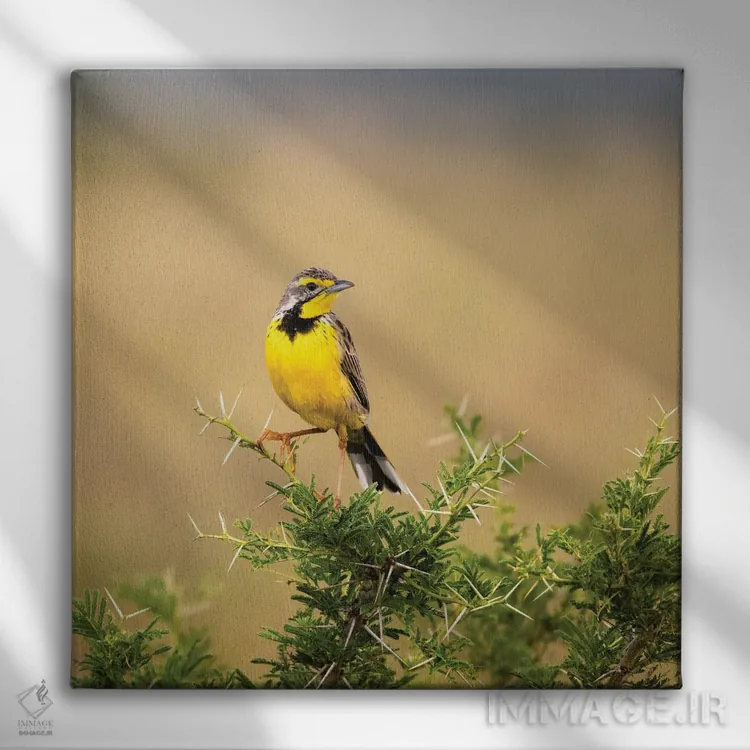 تابلو دکوراتیو پرنده لانگ کلاو گلو زرد اثر جین ریکس - نمای روبهرو روی دیوار
