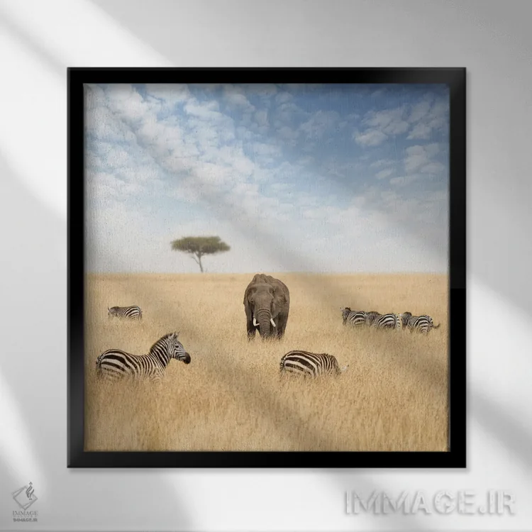 تابلو دکوراتیو یک فیل و چند گورخر در چمنزارهای ماسایی مارا اثر جین ریکس - نمای قابدار مشکی