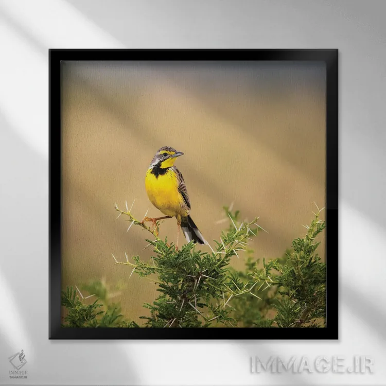 تابلو دکوراتیو پرنده لانگ کلاو گلو زرد اثر جین ریکس - نمای قابدار مشکی