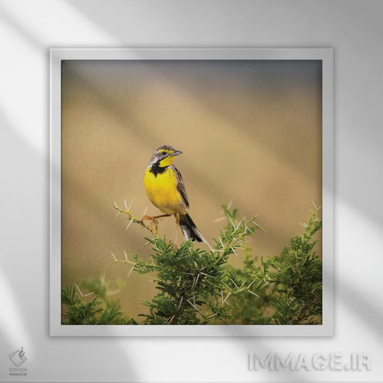 تابلو دکوراتیو پرنده لانگ کلاو گلو زرد اثر جین ریکس - نمای قابدار سفید