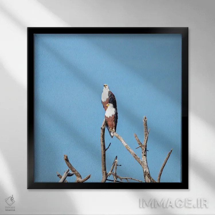 تابلو دکوراتیو عقاب های ماهیگیر در دریاچه نایواشا اثر جین ریکس - نمای قابدار مشکی