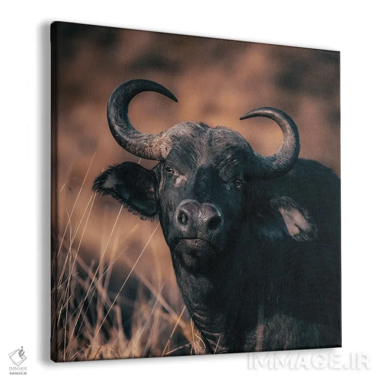 تابلو دکوراتیو پرتره گاومیش کیپ با رنگ های گرم اثر جین ریکس - نمای پرسپکتیو محصول