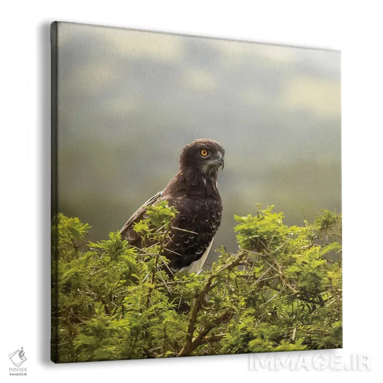 تابلو دکوراتیو Uganda,عقاب مارشال در پارک ملی ملکه الیزابت، اوگاندا اثر جین ریکس - نمای پرسپکتیو محصول