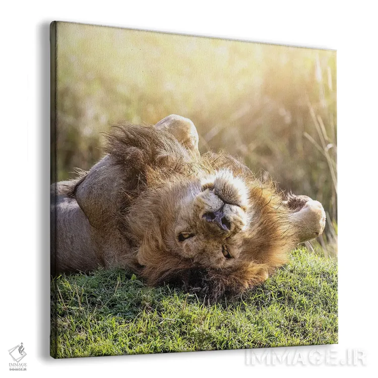 تابلو دکوراتیو شیر در آفتاب آفریقا در حال استراحت اثر جین ریکس - نمای پرسپکتیو محصول