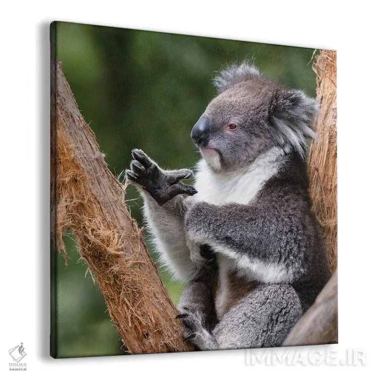 تابلو دکوراتیو کوالا روی درخت اثر جین ریکس - نمای پرسپکتیو محصول