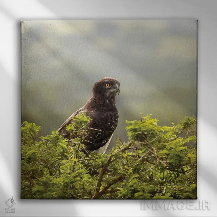 تابلو دکوراتیو Uganda,عقاب مارشال در پارک ملی ملکه الیزابت، اوگاندا اثر جین ریکس - نمای روبهرو روی دیوار