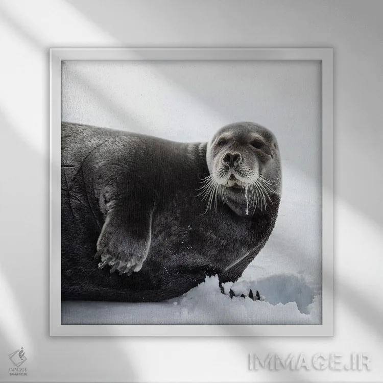تابلو دکوراتیو فک ریشو در سوالبارد اثر جین ریکس - نمای قابدار سفید