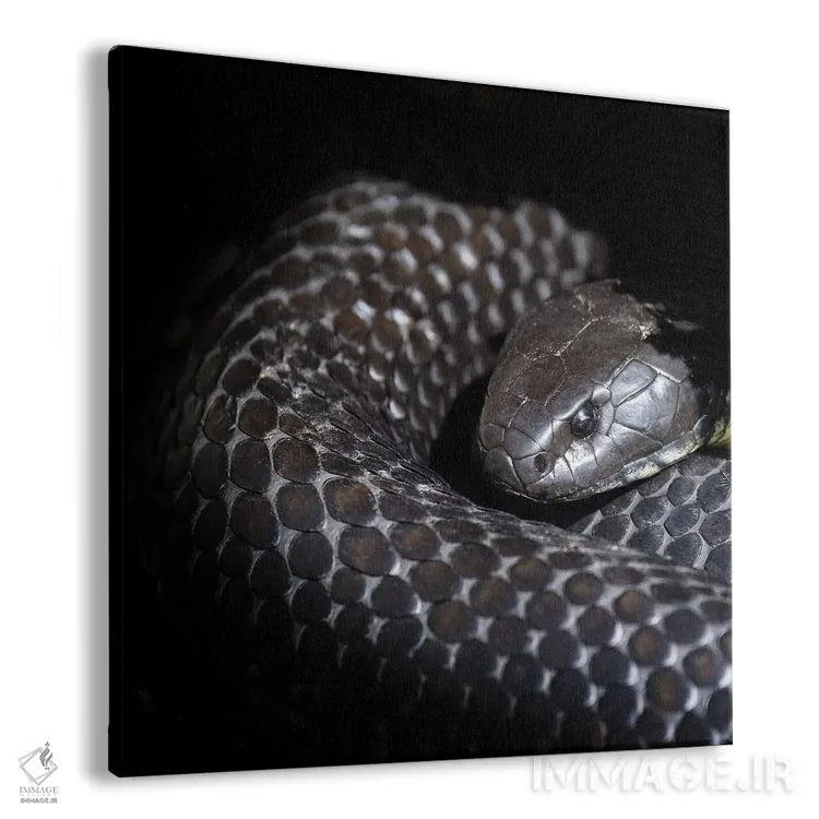 تابلو دکوراتیو مار ببری تاسمانی اثر جین ریکس - نمای پرسپکتیو محصول