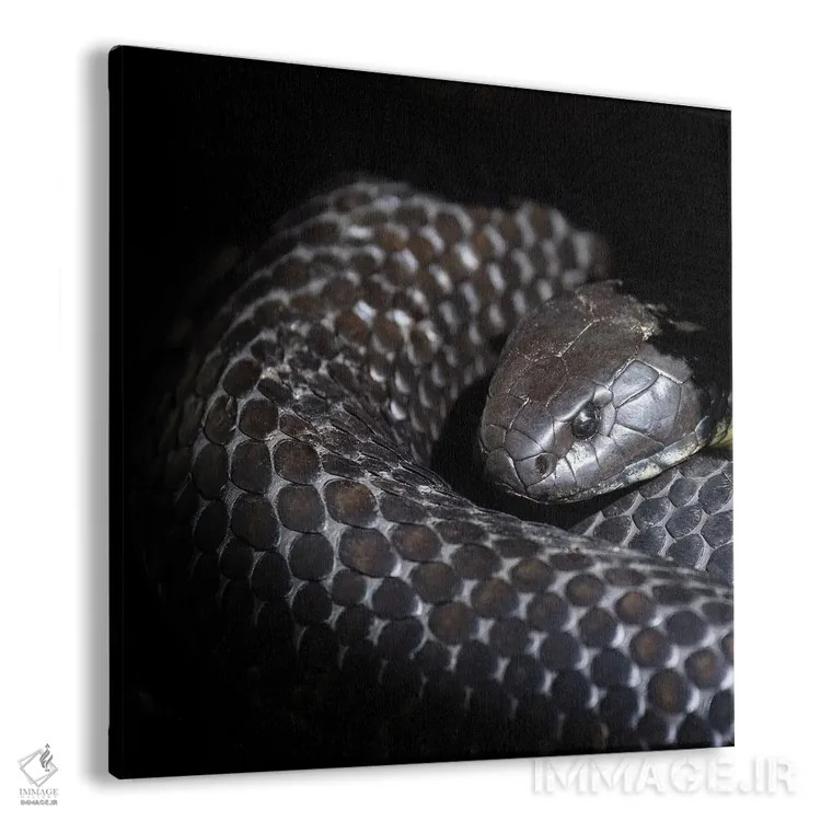 تابلو دکوراتیو مار ببری تاسمانی اثر جین ریکس - نمای پرسپکتیو محصول