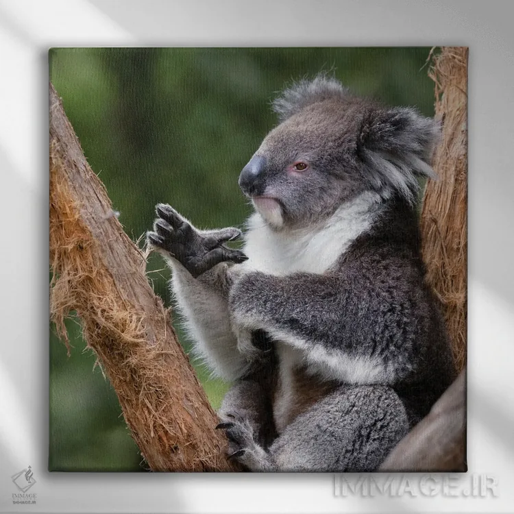 تابلو دکوراتیو کوالا روی درخت اثر جین ریکس - نمای روبهرو روی دیوار