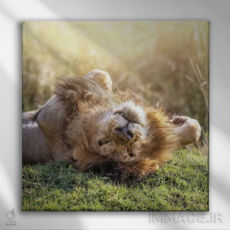 تابلو دکوراتیو شیر در آفتاب آفریقا در حال استراحت اثر جین ریکس - نمای روبهرو روی دیوار