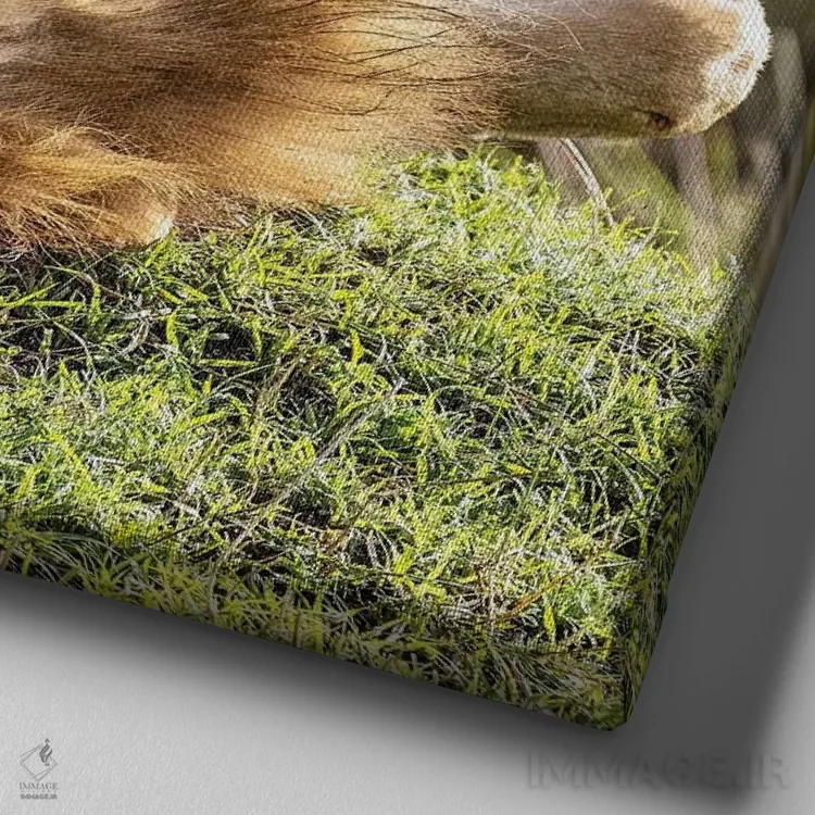 تابلو دکوراتیو شیر در آفتاب آفریقا در حال استراحت اثر جین ریکس - نمای نزدیک بافت بوم