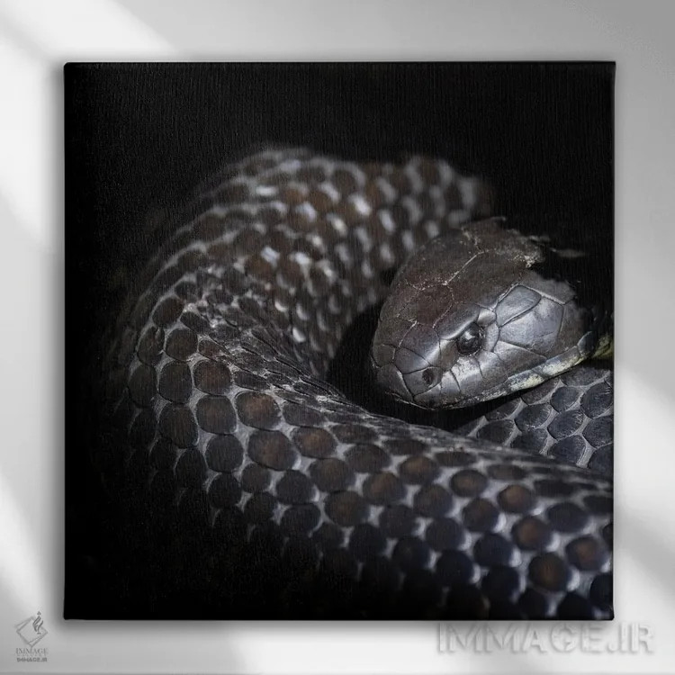 تابلو دکوراتیو مار ببری تاسمانی اثر جین ریکس - نمای روبهرو روی دیوار