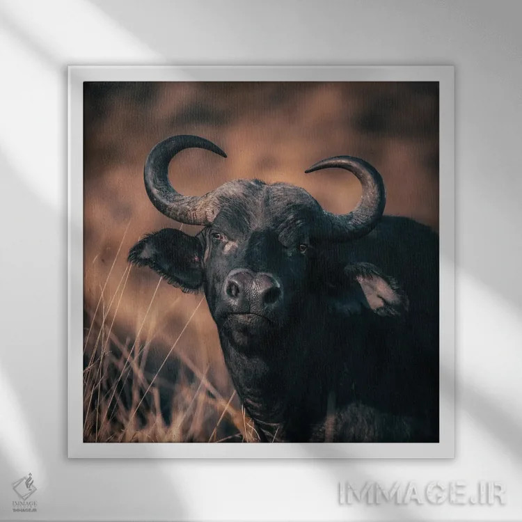 تابلو دکوراتیو پرتره گاومیش کیپ با رنگ های گرم اثر جین ریکس - نمای قابدار سفید