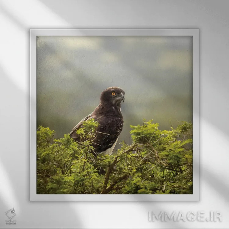 تابلو دکوراتیو Uganda,عقاب مارشال در پارک ملی ملکه الیزابت، اوگاندا اثر جین ریکس - نمای قابدار سفید