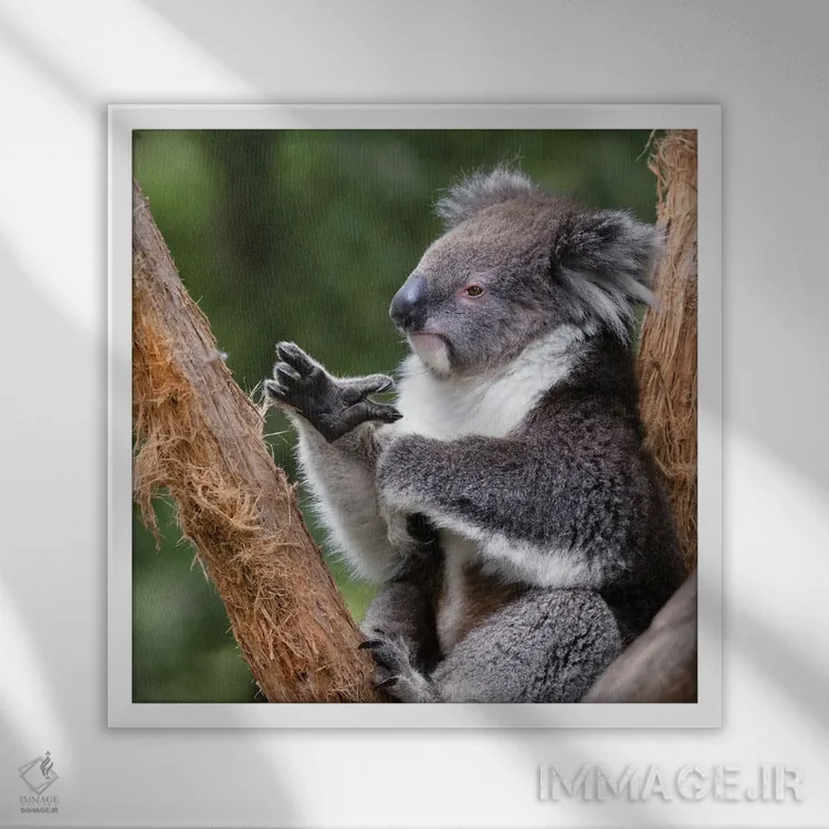 تابلو دکوراتیو کوالا روی درخت اثر جین ریکس - نمای قابدار سفید
