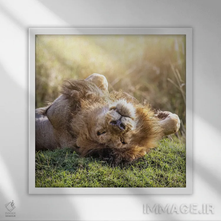 تابلو دکوراتیو شیر در آفتاب آفریقا در حال استراحت اثر جین ریکس - نمای قابدار سفید