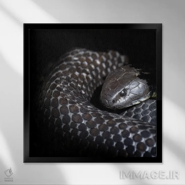 تابلو دکوراتیو مار ببری تاسمانی اثر جین ریکس - نمای قابدار مشکی